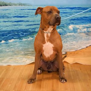 Faro, Adult Male Pit Bull Terrier