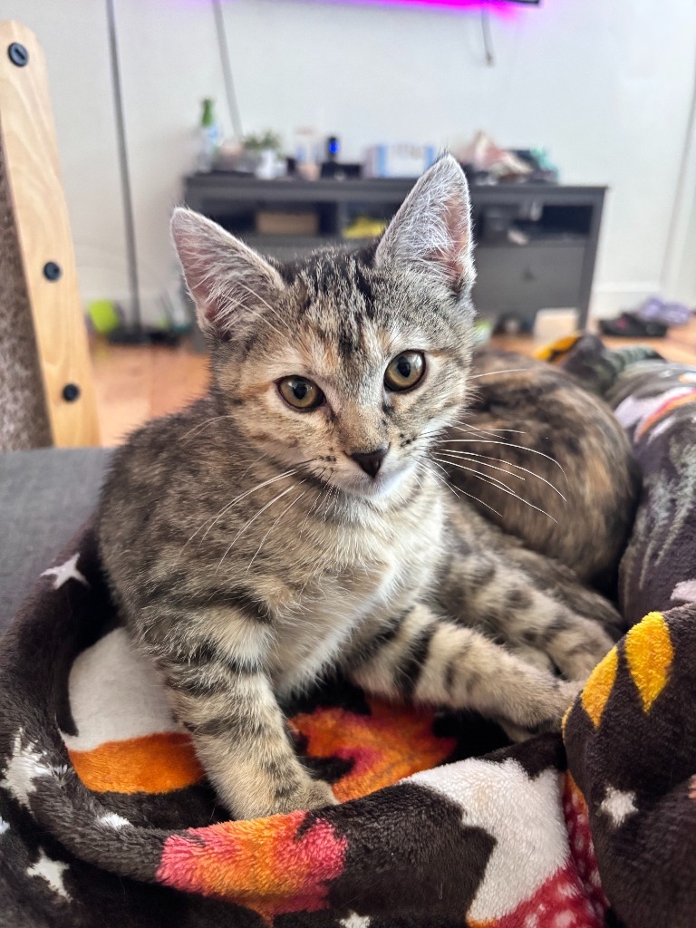 Willow
