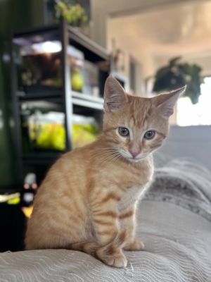Kibble, Baby Male Domestic Long Hair