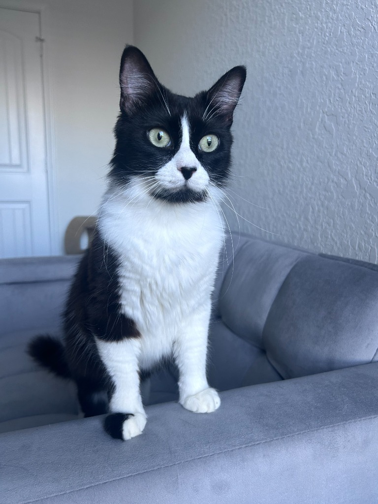 Viviana