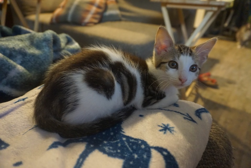 Peanut