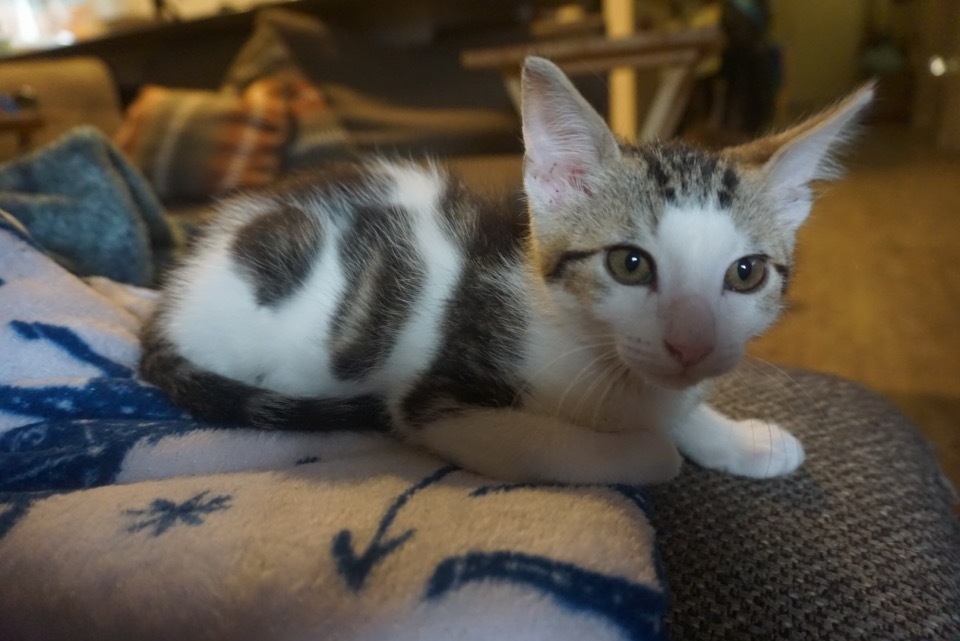 Peanut