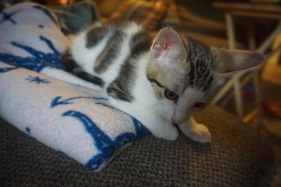 Peanut