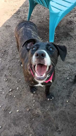 Stella (FOSTERED LOCALLY), Baby Female Mixed Breed