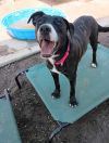 Stella (FOSTERED LOCALLY) photo 2