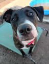 Stella (FOSTERED LOCALLY) photo 3