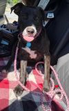 Stella (FOSTERED LOCALLY) photo 4