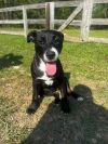 Stella (FOSTERED LOCALLY) photo 5