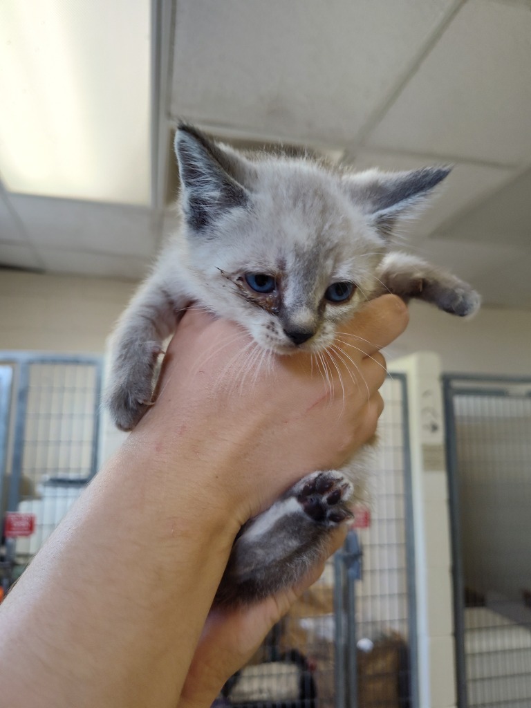 Darry, an adoptable Domestic Short Hair in Grand Forks, ND, 58203 | Photo Image 2