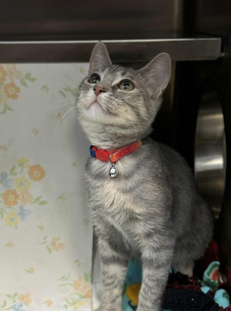 Cherry, an adoptable Domestic Short Hair in Grand Forks, ND, 58203 | Photo Image 1