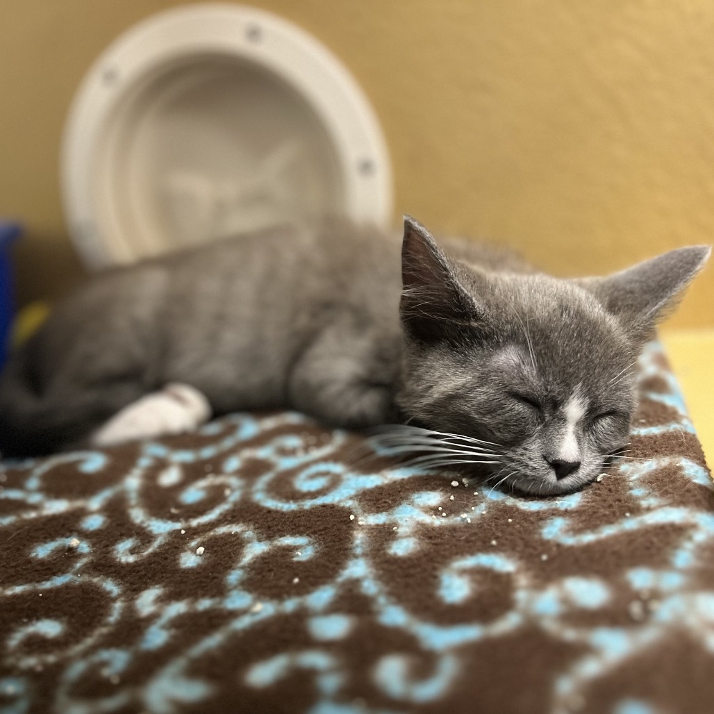 Megatron