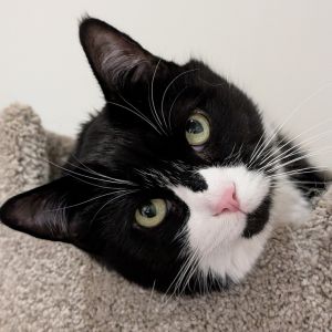 Mickey Domestic Short Hair Cat