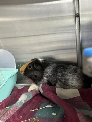 Pepper