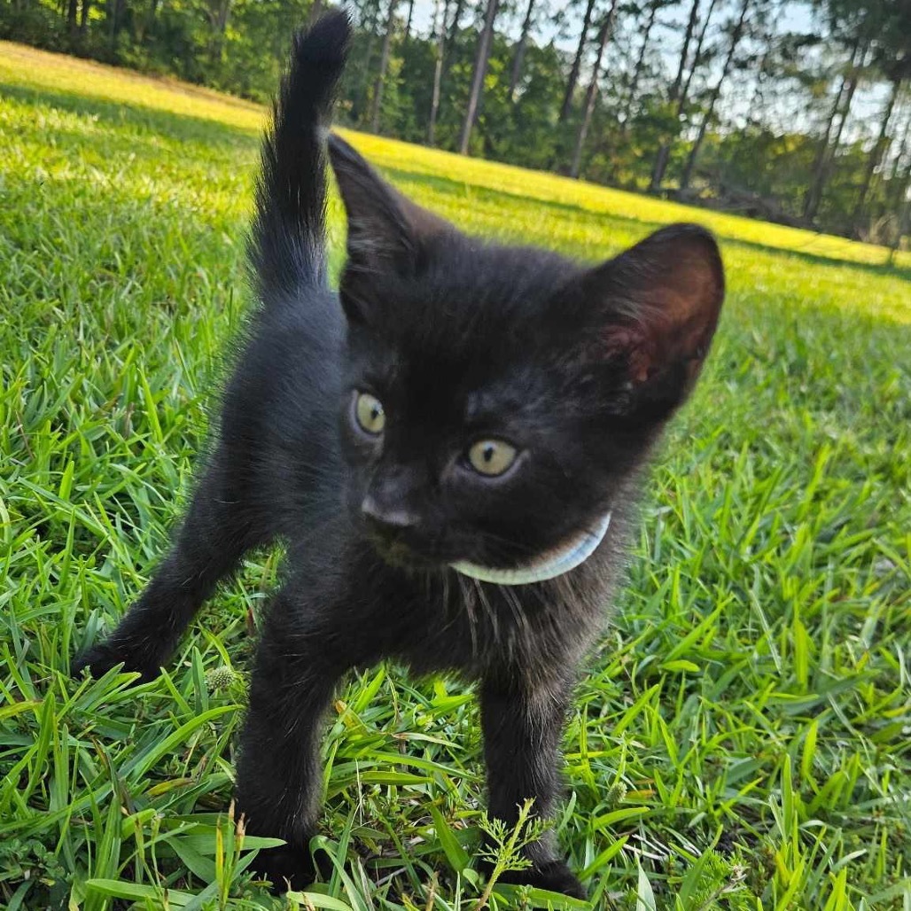 Pepper