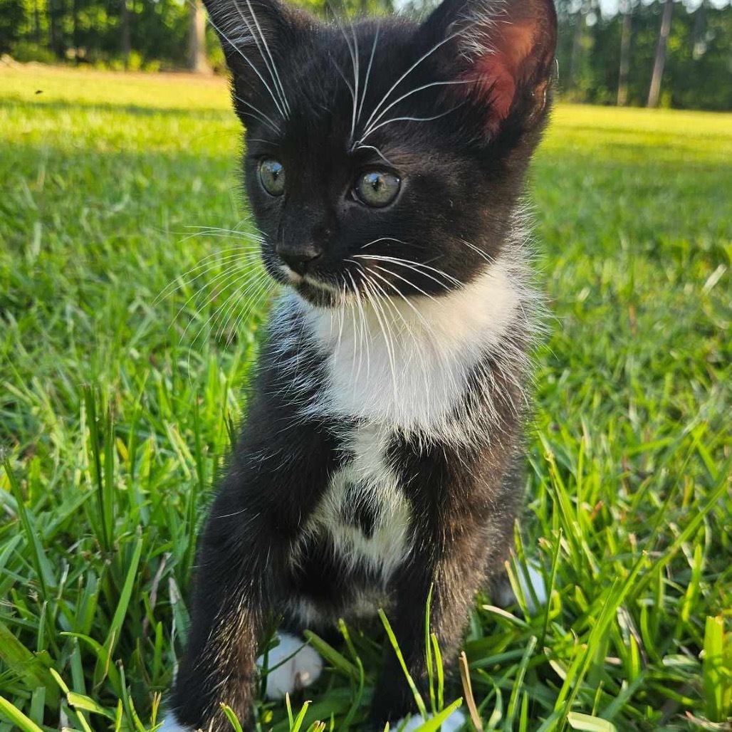 Tux