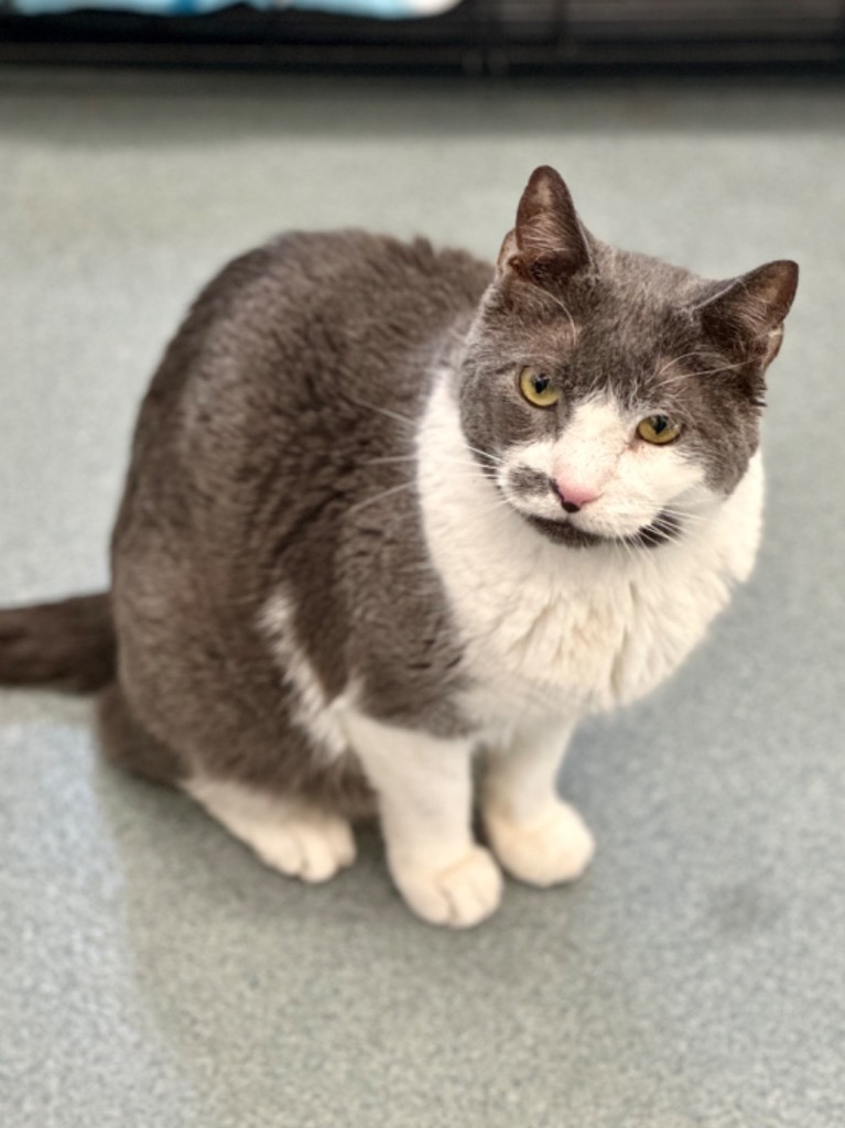 Chris (aka Tony), an adoptable Domestic Short Hair in Cumberland, ME, 04021 | Photo Image 2