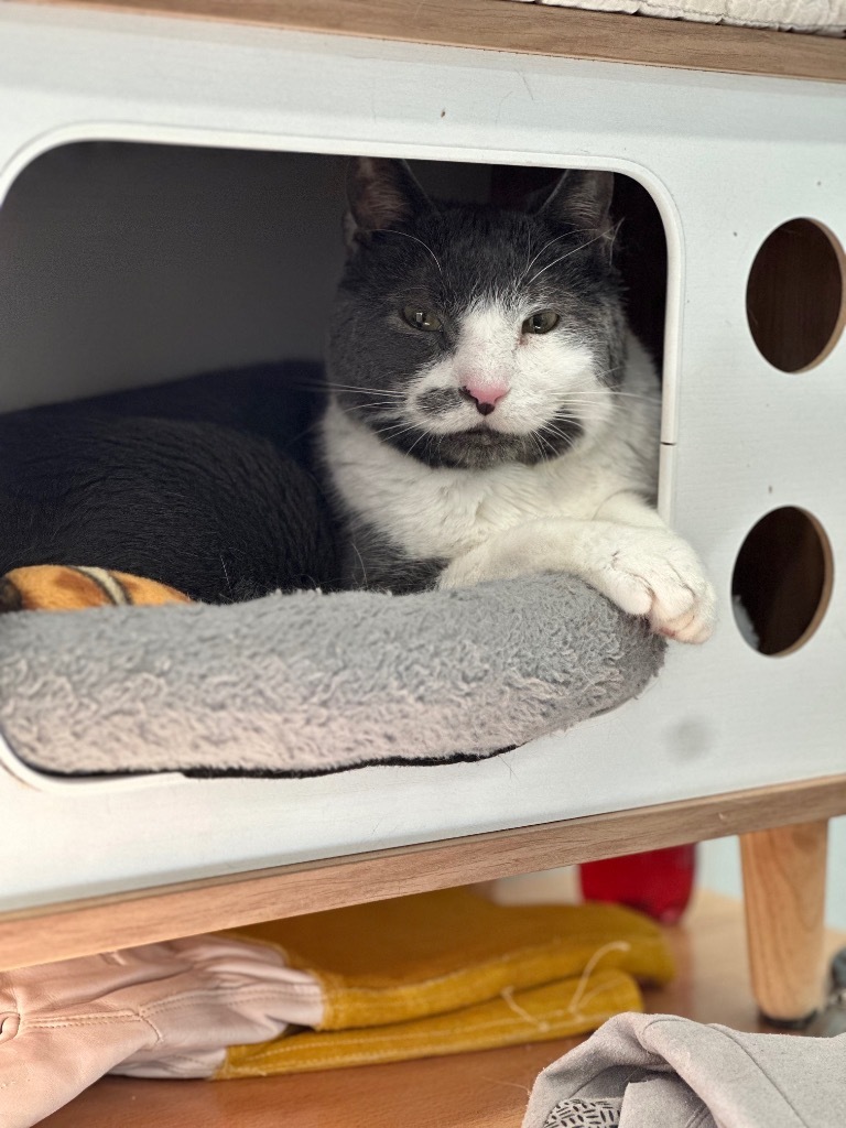 Chris (aka Tony), an adoptable Domestic Short Hair in Cumberland, ME, 04021 | Photo Image 3