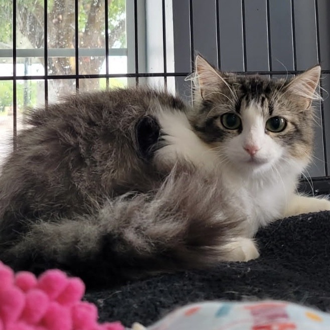 Adele, an adoptable Domestic Long Hair in Duncan, OK, 73533 | Photo Image 1