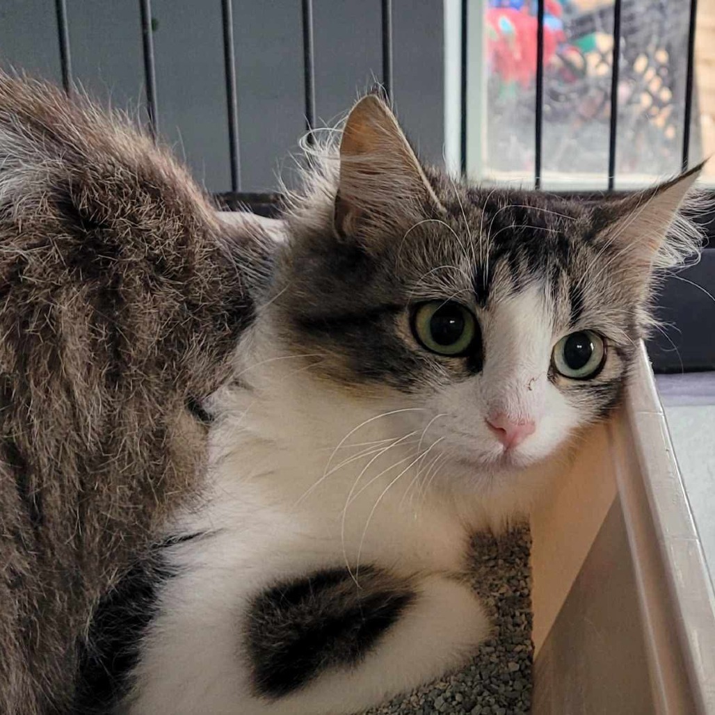 Adele, an adoptable Domestic Long Hair in Duncan, OK, 73533 | Photo Image 2