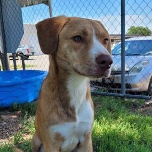 Duff, Young Male Mixed Breed