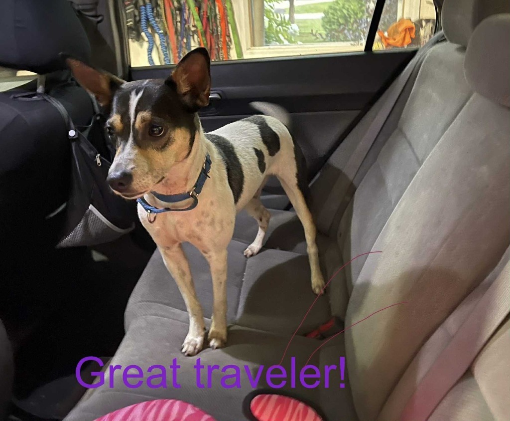 Konstantine, an adoptable Mixed Breed in Fond Du Lac, WI, 54935 | Photo Image 1