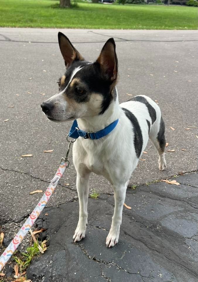 Konstantine, an adoptable Mixed Breed in Fond Du Lac, WI, 54935 | Photo Image 2