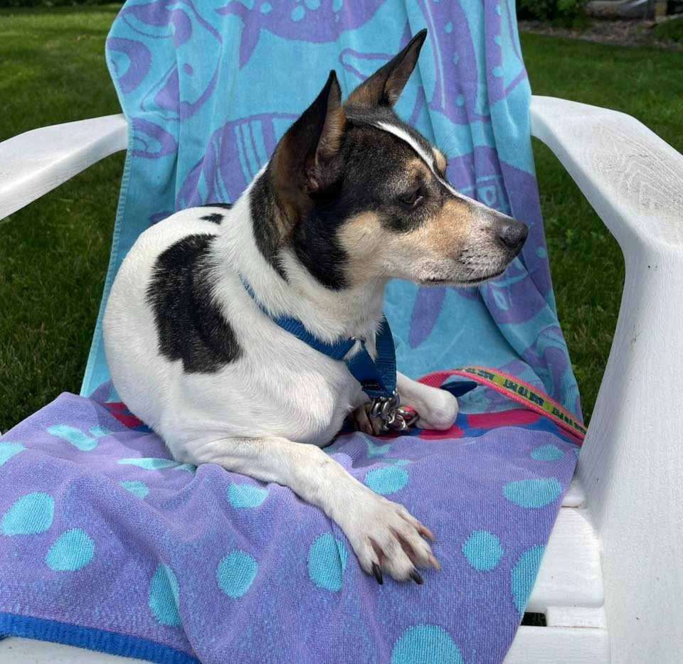 Konstantine, an adoptable Mixed Breed in Fond Du Lac, WI, 54935 | Photo Image 3