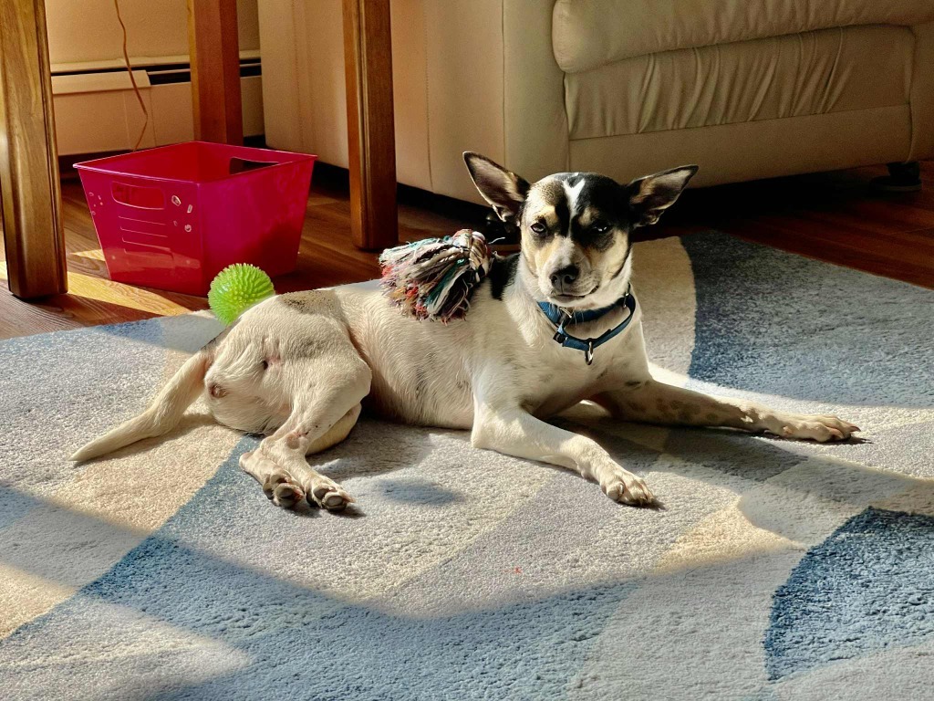 Konstantine, an adoptable Mixed Breed in Fond Du Lac, WI, 54935 | Photo Image 4