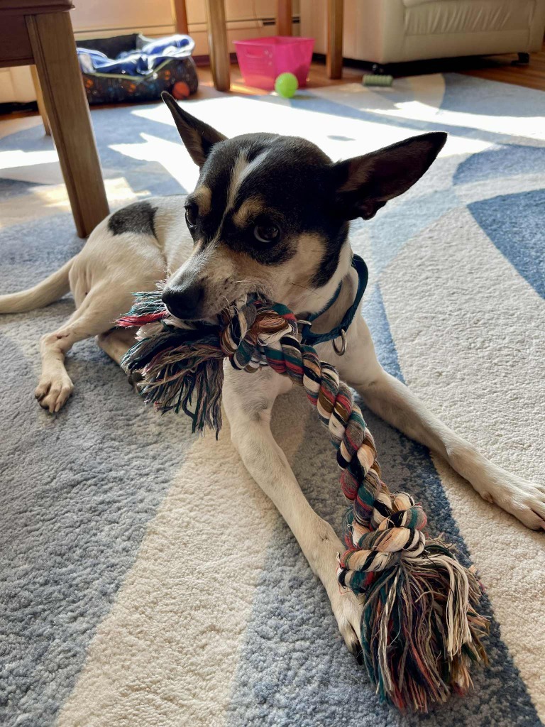 Konstantine, an adoptable Mixed Breed in Fond Du Lac, WI, 54935 | Photo Image 5