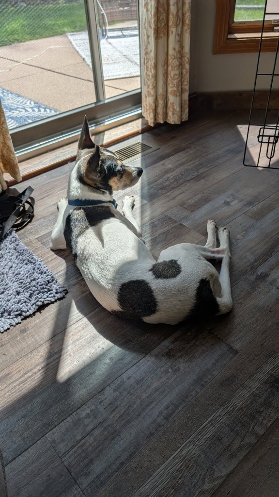 Konstantine, an adoptable Mixed Breed in Fond Du Lac, WI, 54935 | Photo Image 6