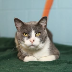 Mittens, Adult Male Domestic Short Hair