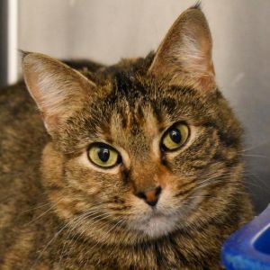 Peggy, Adult Female Domestic Short Hair