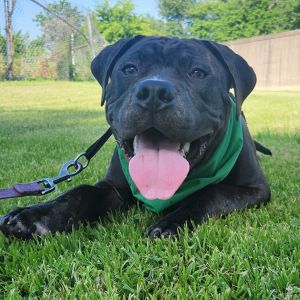 Tank, Baby Male Pit Bull Terrier