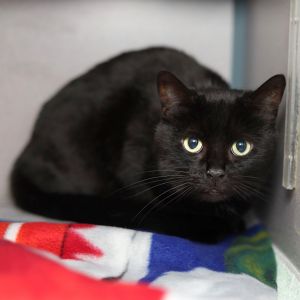 Piper, Senior Female Domestic Short Hair