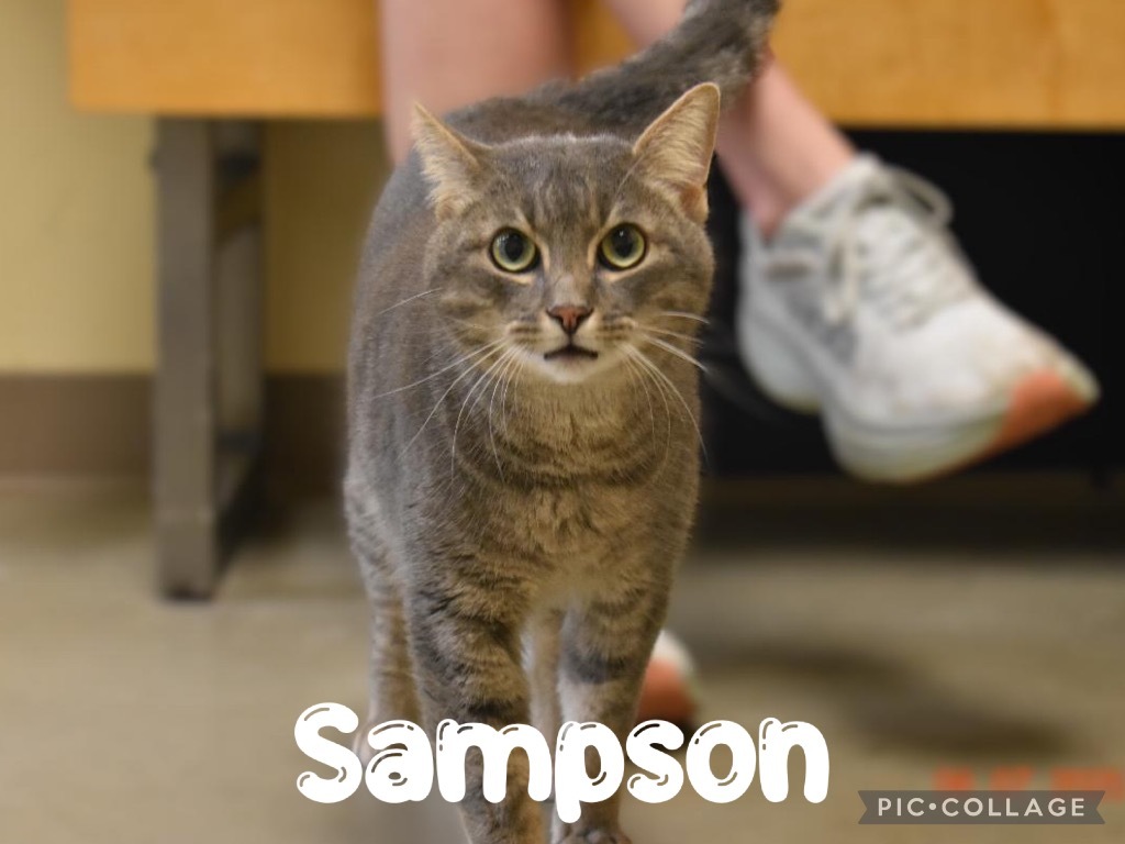 Sampson
