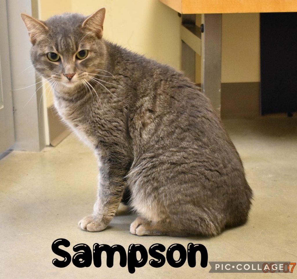 Sampson