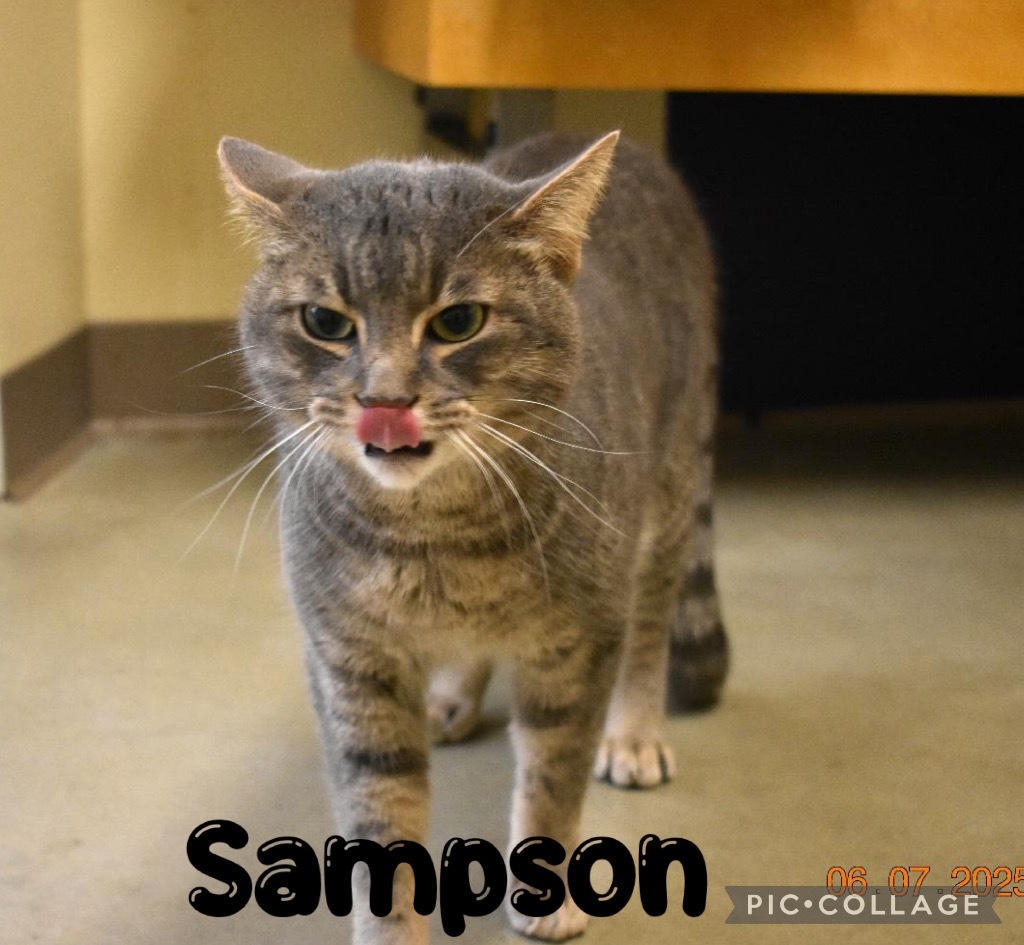 Sampson