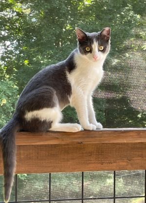 Graby Loren, Young Female Domestic Short Hair