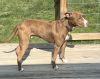 Cooper photo 2