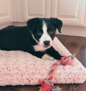 LoveBug Border Collie Dog