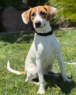 All of our dogs are spayedneutered shots current DHPP Bordetella and Rabies where applicable d
