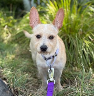 Solstice Cairn Terrier Dog