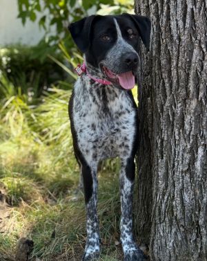 Spirit English Pointer Dog