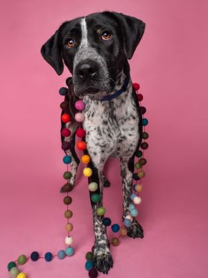 Spirit English Pointer Dog