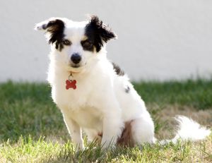 All of our dogs are spayedneutered shots current DHPP Bordetella and Rabies where applicable d