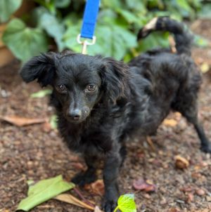 All of our dogs are spayedneutered shots current DHPP Bordetella and Rabies where applicable d