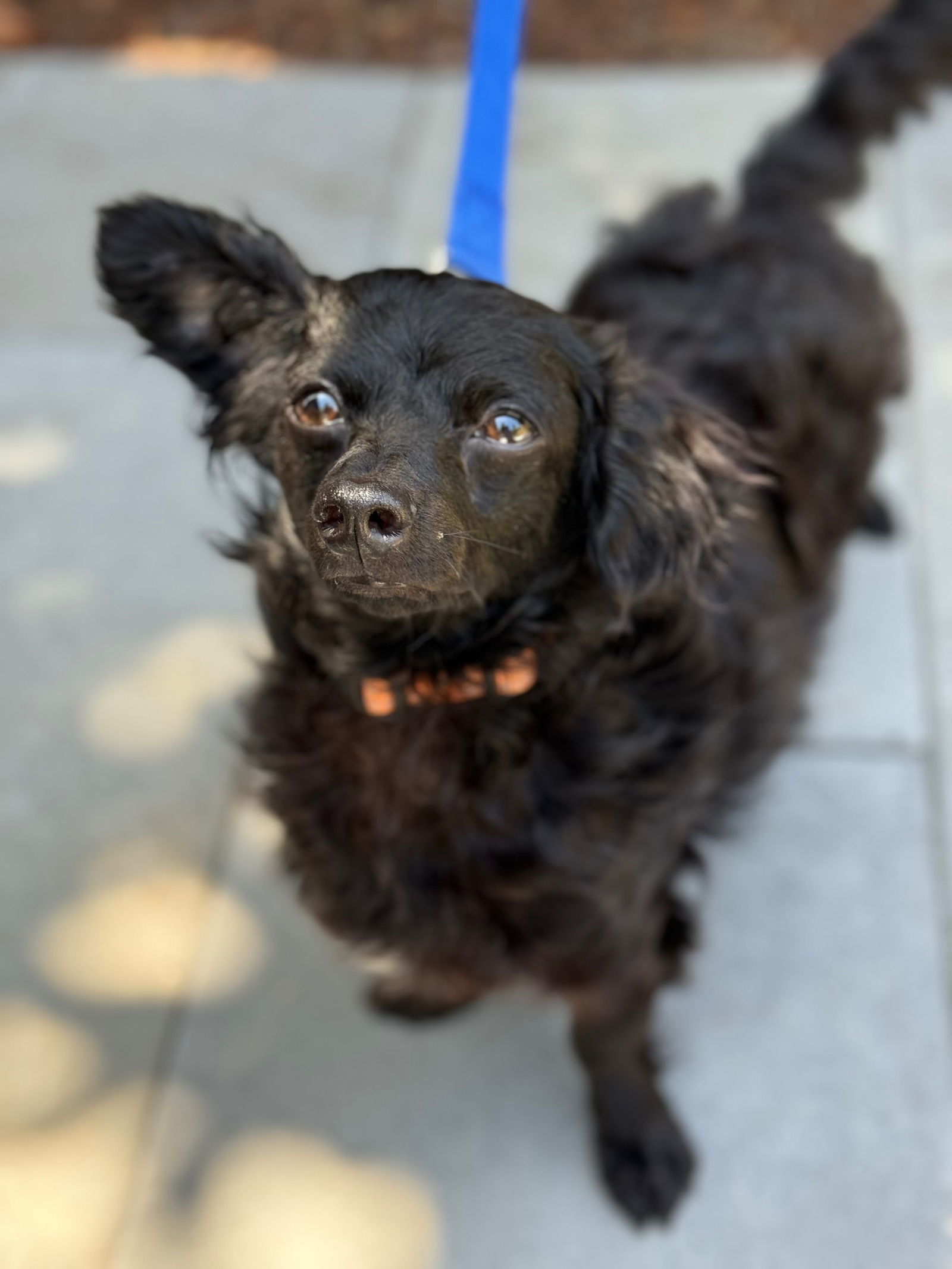Onyx, an adoptable Papillon in Palo Alto, CA, 94306 | Photo Image 1