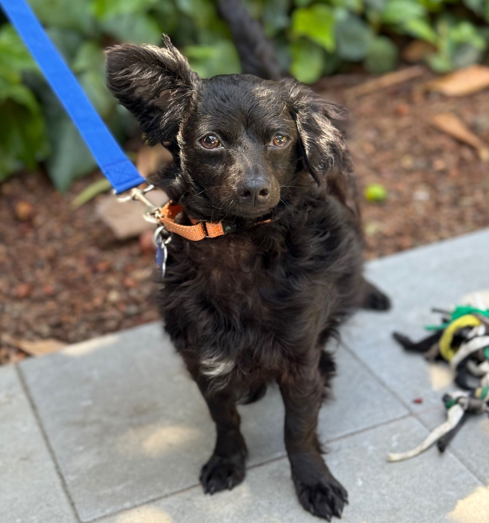 Onyx, an adoptable Papillon in Palo Alto, CA, 94306 | Photo Image 3