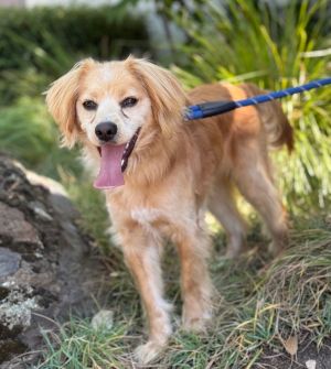 All of our dogs are spayedneutered shots current DHPP Bordetella and Rabies where applicable d