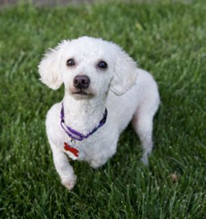 All of our dogs are spayedneutered shots current DHPP Bordetella and Rabies where applicable d